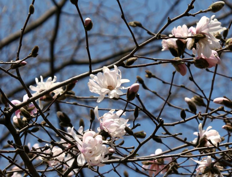 Tulip Tree