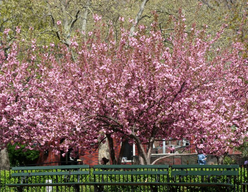 Cherry Blossoms WSP