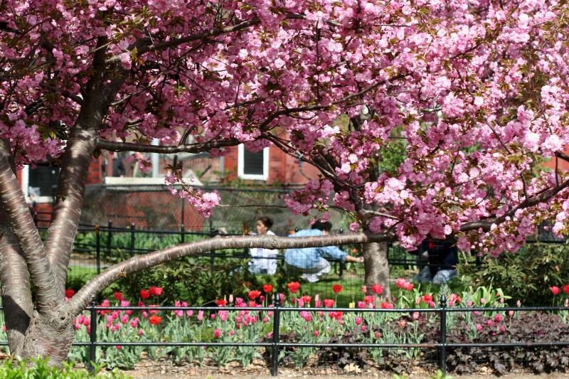 Cherry Blossoms WSP