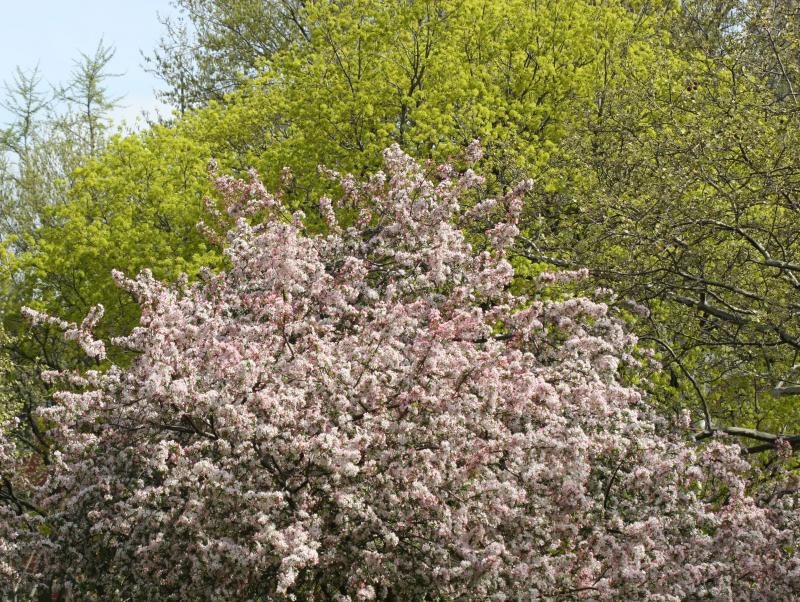 Crab Apple Tree Blossoms WSP
