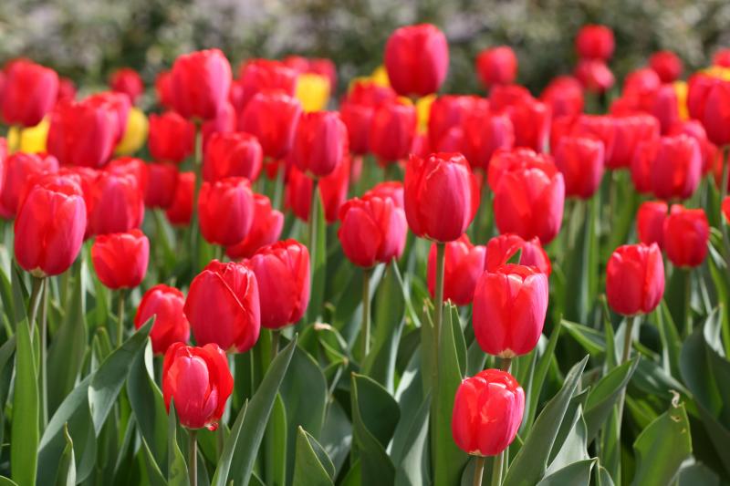 Tulips WSP