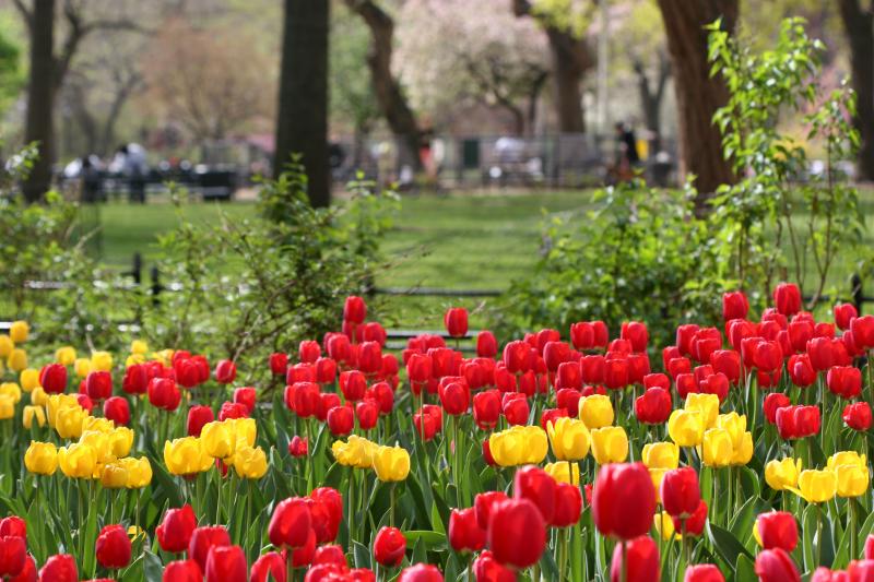 Tulips WSP