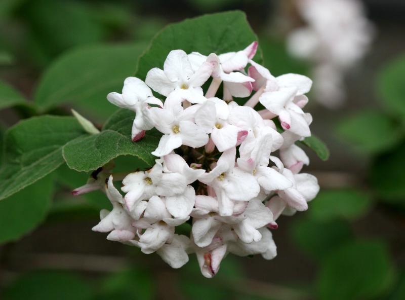Viburnum