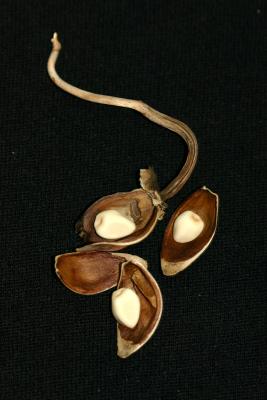 Opened Moon Flower Seed Pods