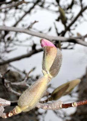 Magnolia or Tulip Tree Buds