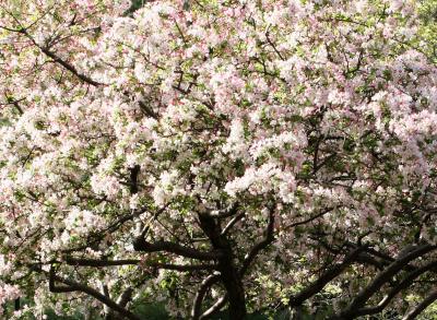 Crab Apple Tree Blossoms