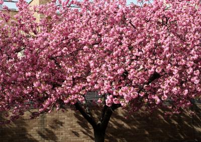 Cherry Tree Blossoms NYU AC
