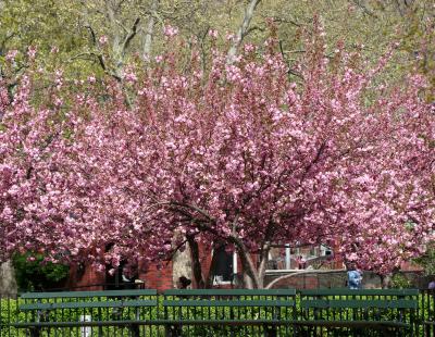 Cherry Blossoms WSP