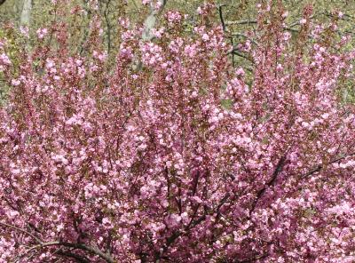 Cherry Blossoms WSP