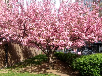 Cherry Tree Blossoms NYU AC
