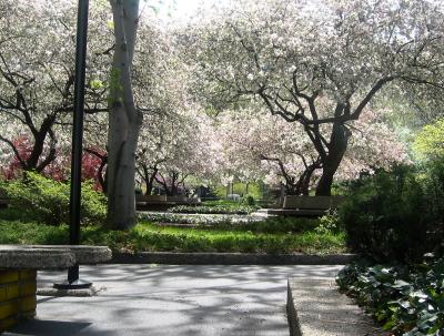 Washington Square Village Garden
