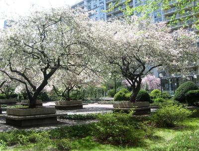 Washington Square Village Garden