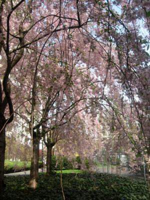 Cherry Tree Blossoms WSVG