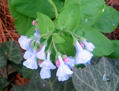 Virginia Bluebells