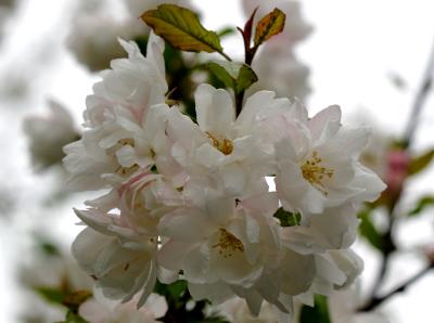 Apple Blossoms