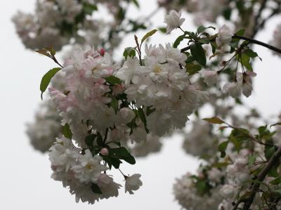 Apple Blossoms LPCG