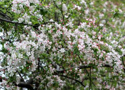  Crab Apple Tree Blossoms - LaGuardia Place Gardens