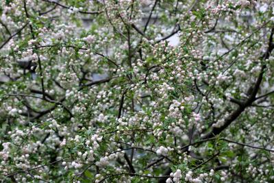 Apple Blossom Buds WSP