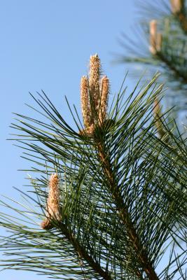 Long Needle Pine