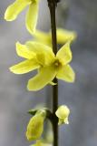 Forsythia Blooms