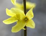 Forsythia Blooms