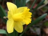 Daffodil