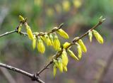 Forsythia Blossom Buds