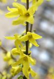 Forsythia