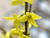 Forsythia