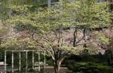 Dogwood & Crab Apple Tree Blossoms