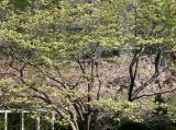 Dogwood &Crab Apple Tree Blossoms WSVG