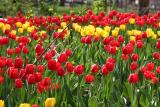 Tulips WSP