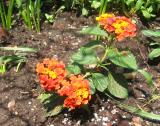 Lantana