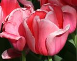 Tulips on West 11th Street near 5th Avenue