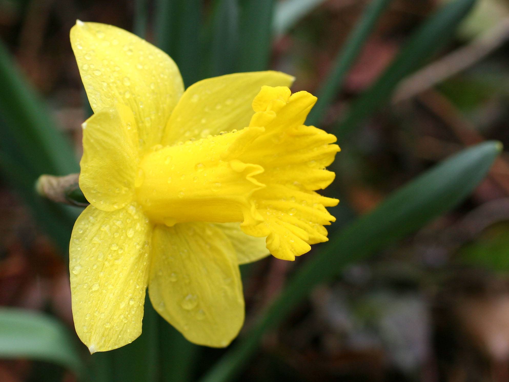 Daffodil