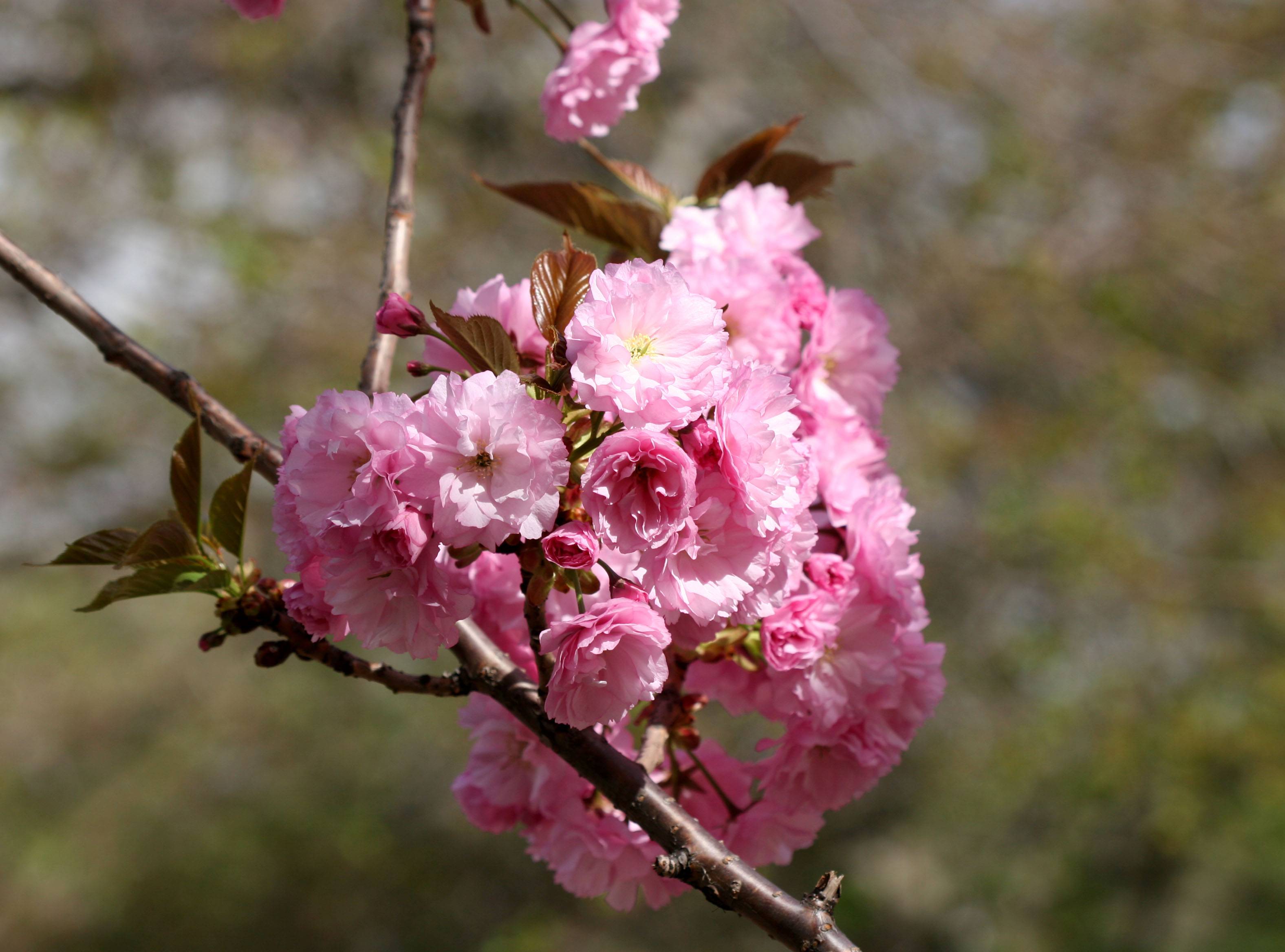 Cherry Blossoms WSP