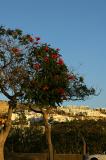 Evening flowers