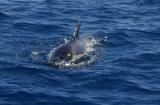 Pilot whale of the coast of Costa Adeje