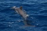 Pilot whale