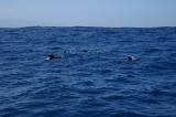 Pilot whales