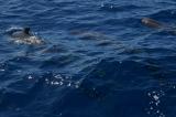 Pilot whales