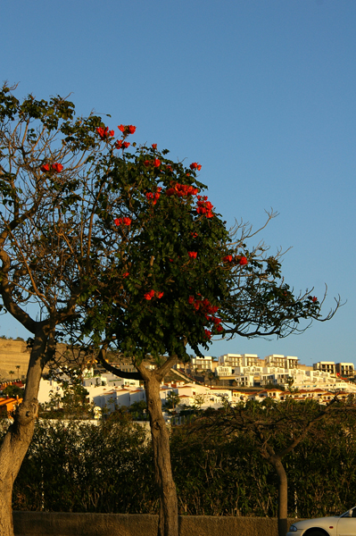 Evening flowers