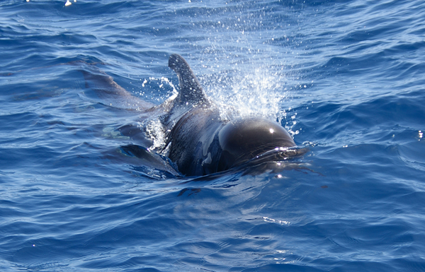 Pilot whale