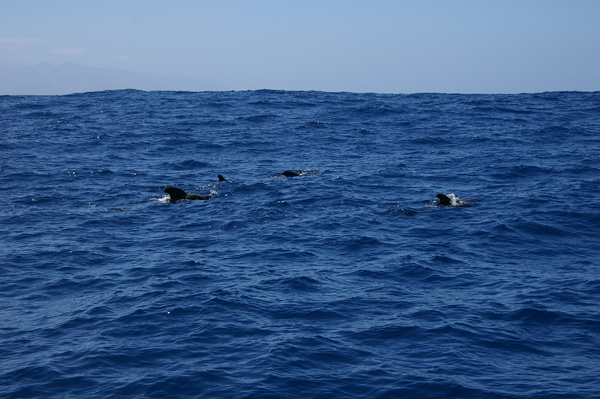Pilot whales