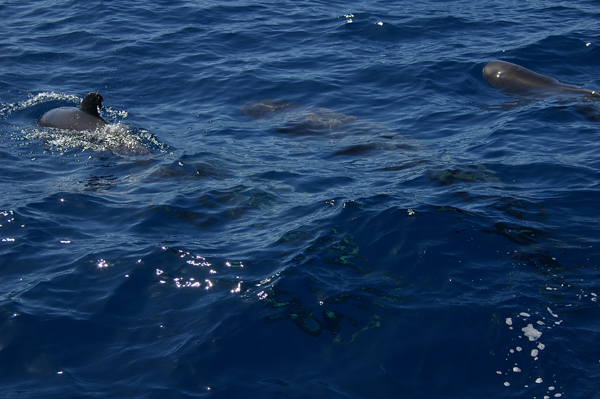 Pilot whales