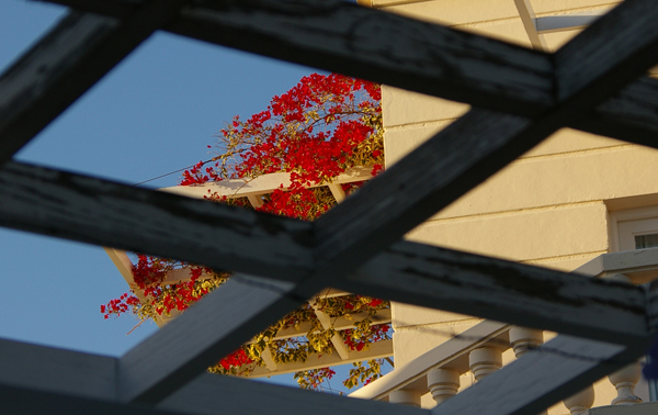 Beauty through the bars