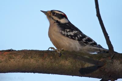 April 5, 2005: Downy Woodpecker