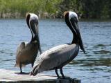 Pelican Buddies