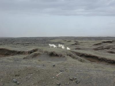 Sheeps in the volcano-dessert