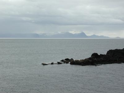 Seals on the coast